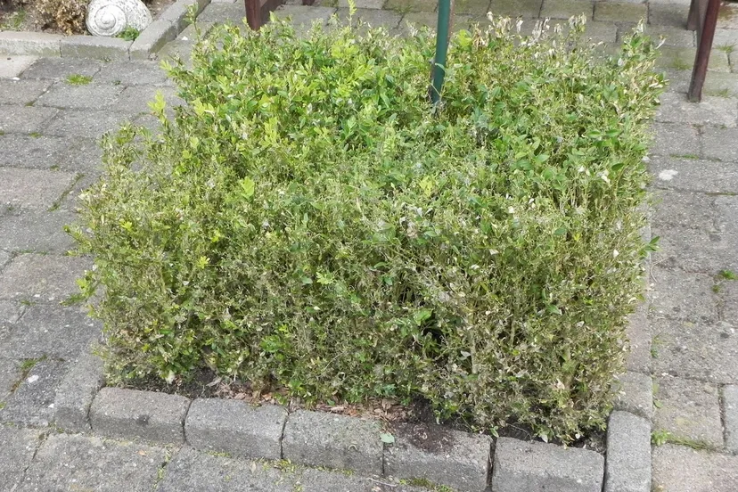 haag