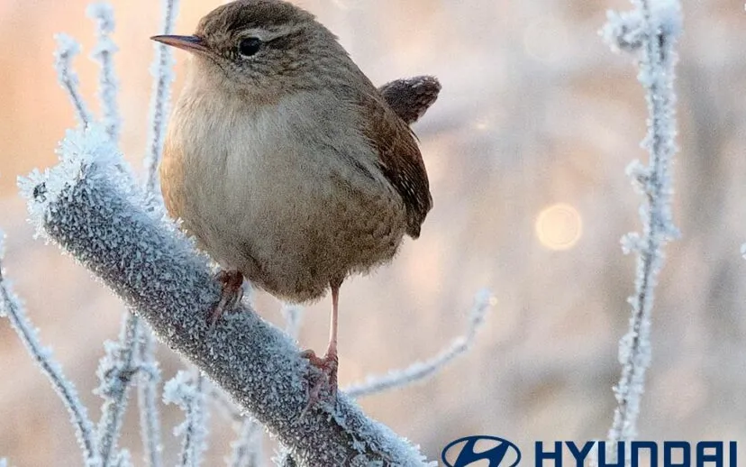 hdd422 01 post winterinspectie2023 fb 1080x1080 1 915x518 1