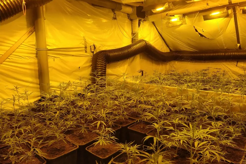 hennepkwekerij de ganges drunen