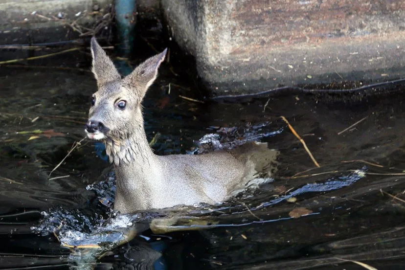 hert in kanaal zuid willemsvaart de nbosch 10