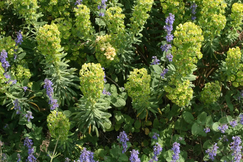 img 0776 euphorbia humpty dumpty en nepeta joanna reed