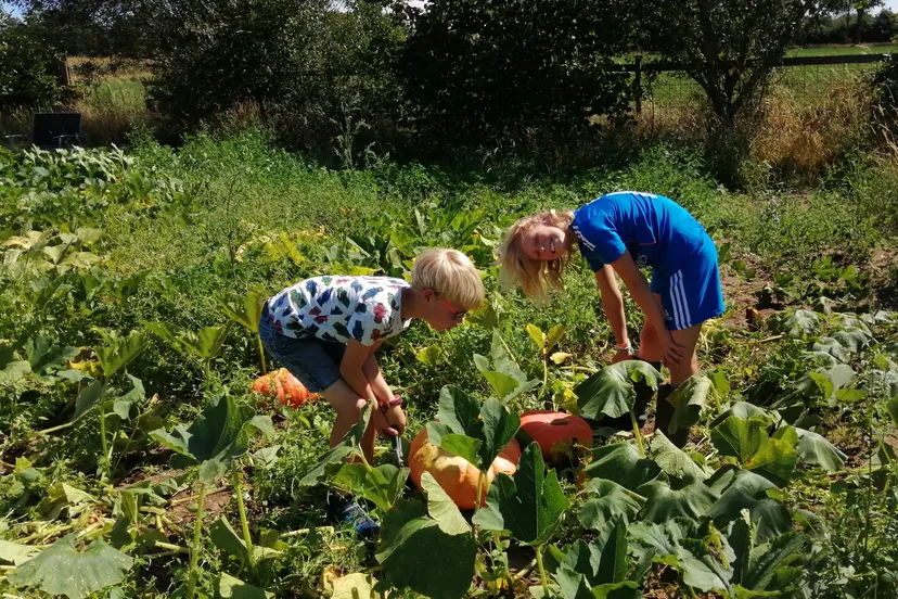 kleinkinderen oogsten