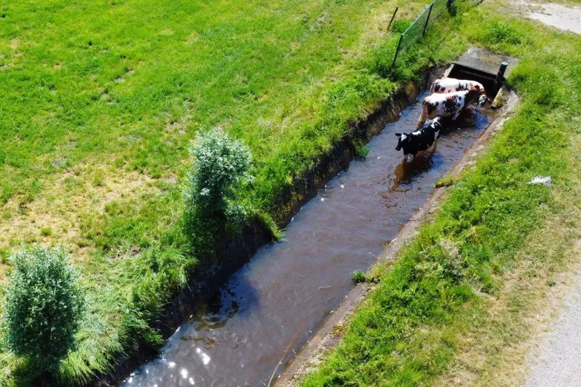 koeien te water water 3