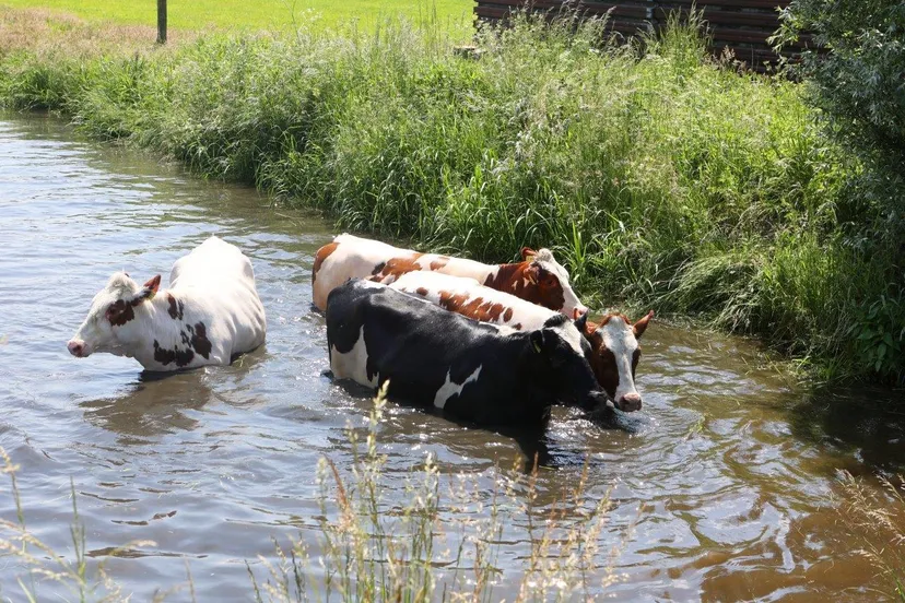 koeien te water water 7