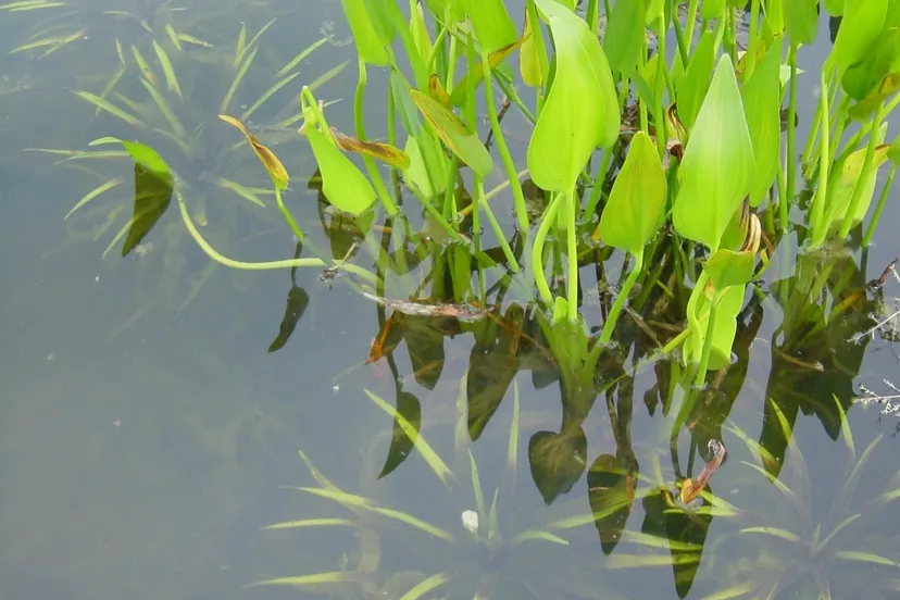 krabbescheer 2 e1481030024771 1 1