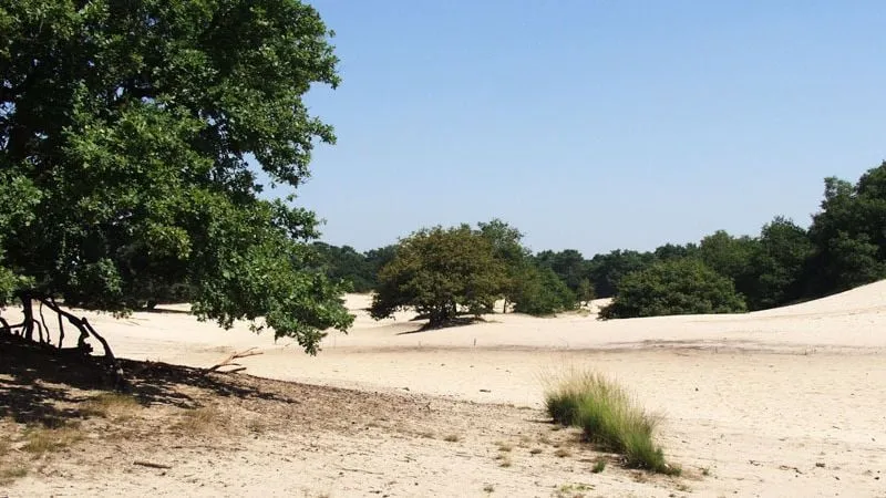 loonse drunense duinen kopie