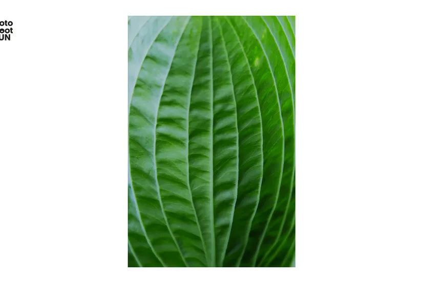 maandfoto hn nieuwsbericht kees megens