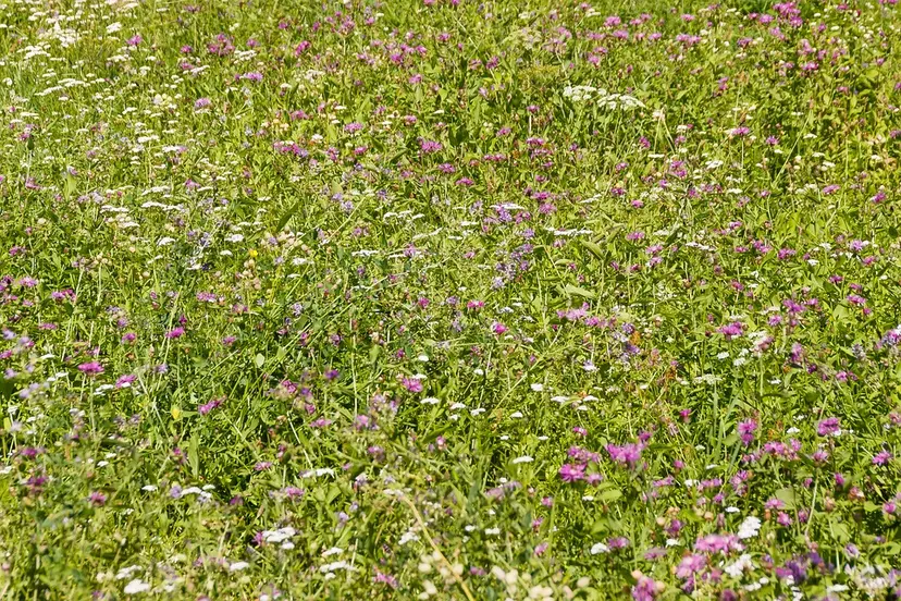 meadow 1620392 960 720