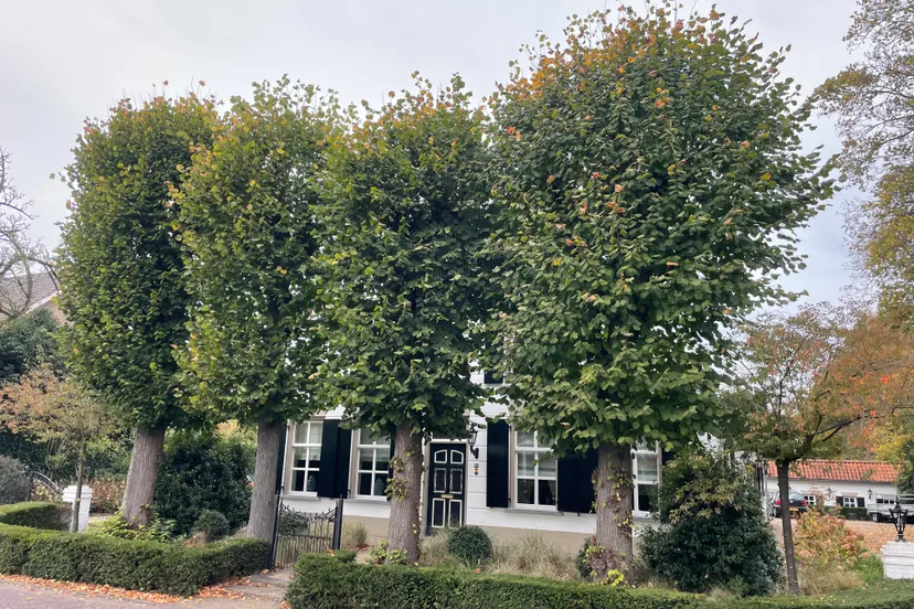 monumentale leibomen