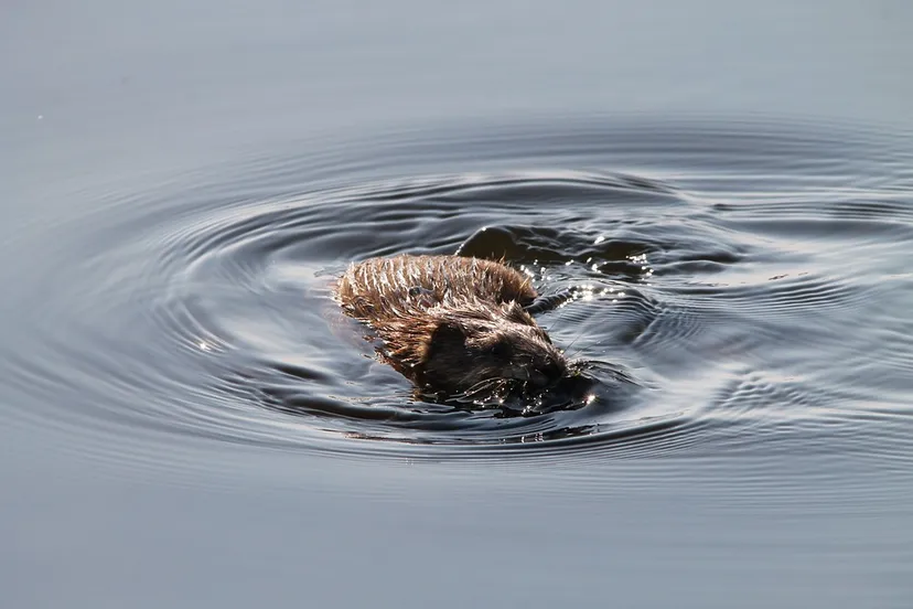 muskrat 1465798 960 720