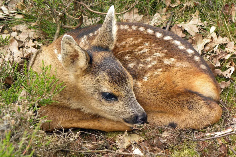 natuurmonumenten ben walet nmrg23974