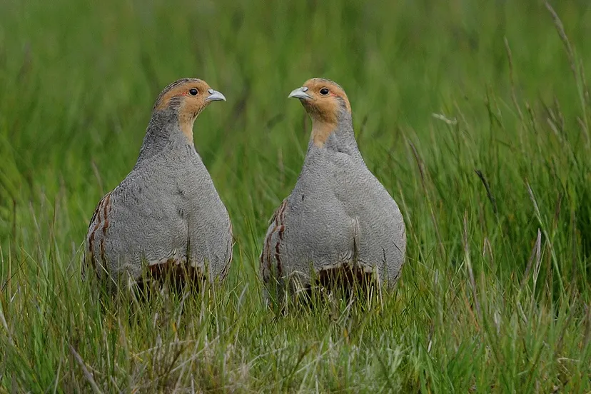 natuurmonumenten ontwikkeling hengstven