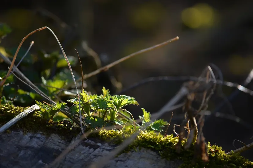 nettle 6497796 960 720