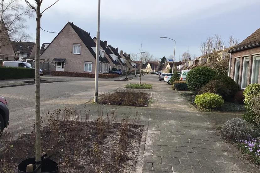 newtonlaan jonge aanplant