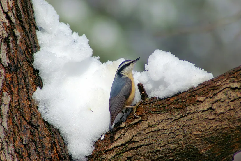 nuthatch in winter 3777728 1280