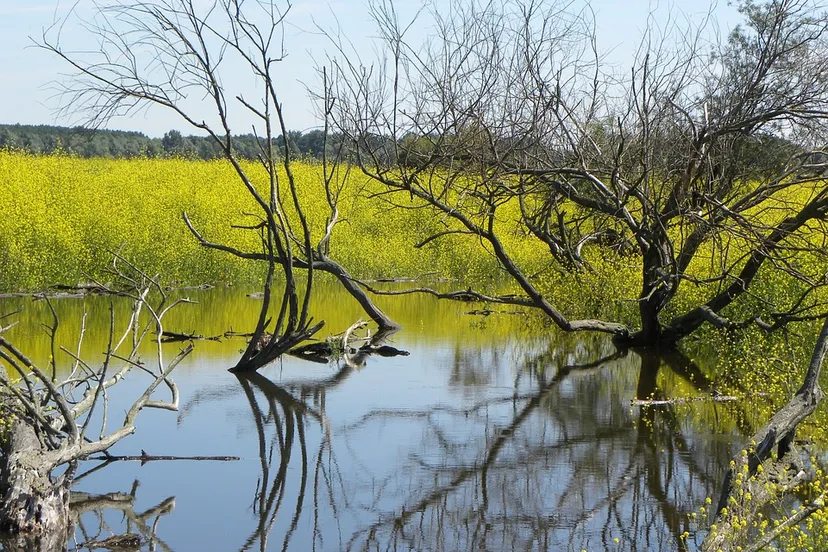 oostvaardersplassen 1493312 960 720