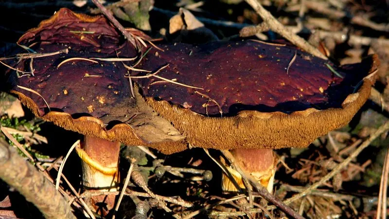 otqlg9s5s80ebfeihcazfaqx2 ww140907 paddestoel overlaat 32