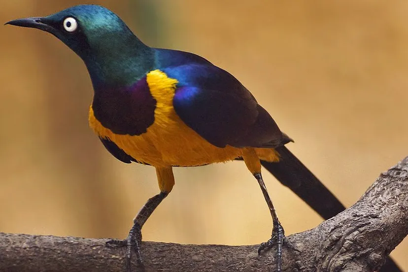 oyqk1yzbu9ngnkt8dlewg6awf 8740405927b05c3cceafb