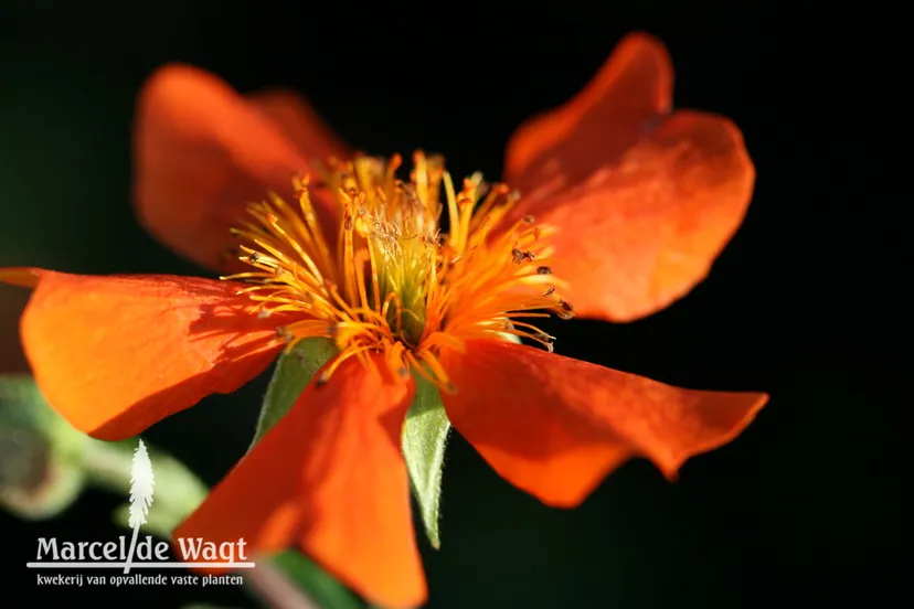 pf geum werner arends
