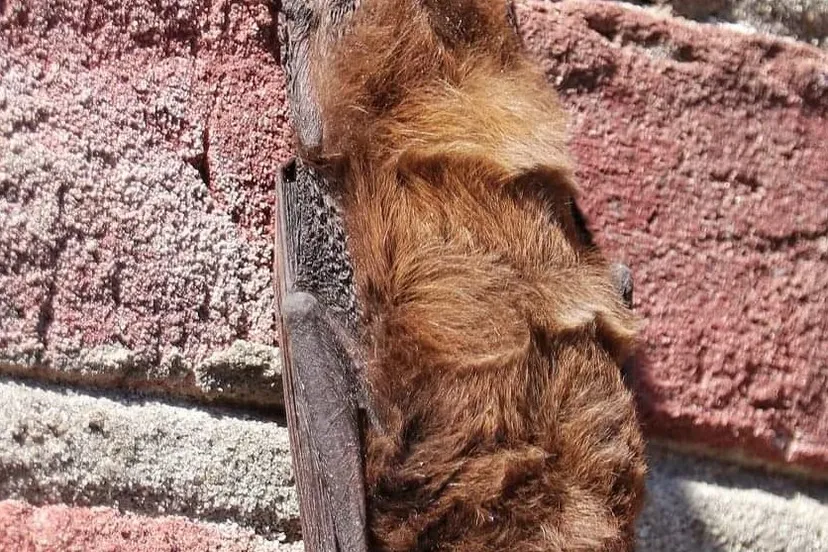 received 784188299543654