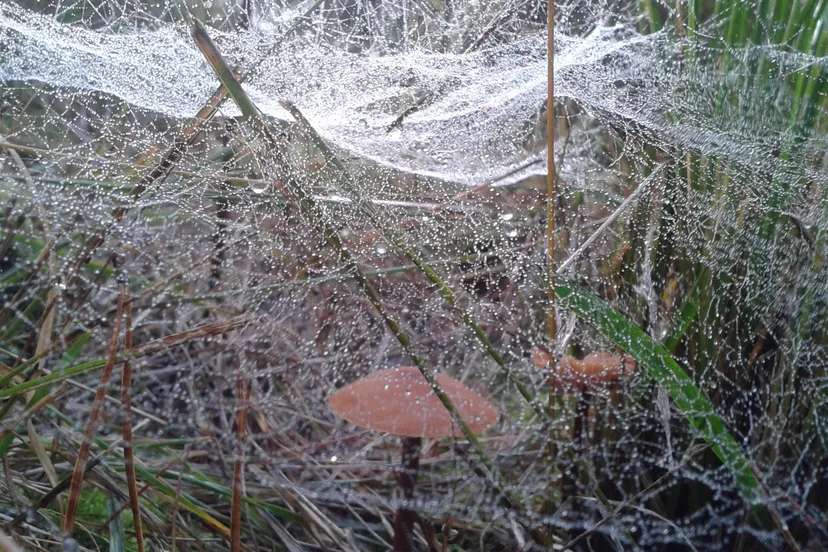 rg6py6qciyybytc4rrjvopxf7 ww140922 herfstplaatje