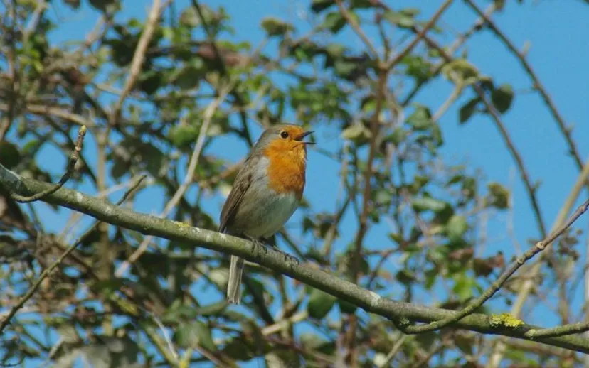 roodborst zingend 915x518