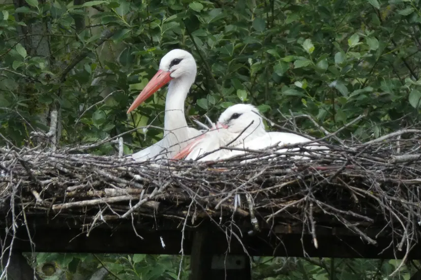 samen ooiievaarsnest albert westerhuis