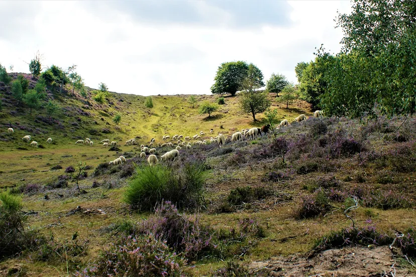schapen in heuvellandschap aritha via pixabay
