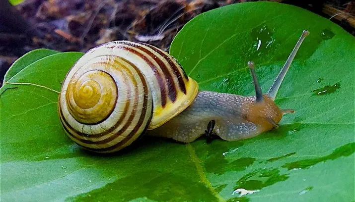 snail 1124028 960 720 715x408