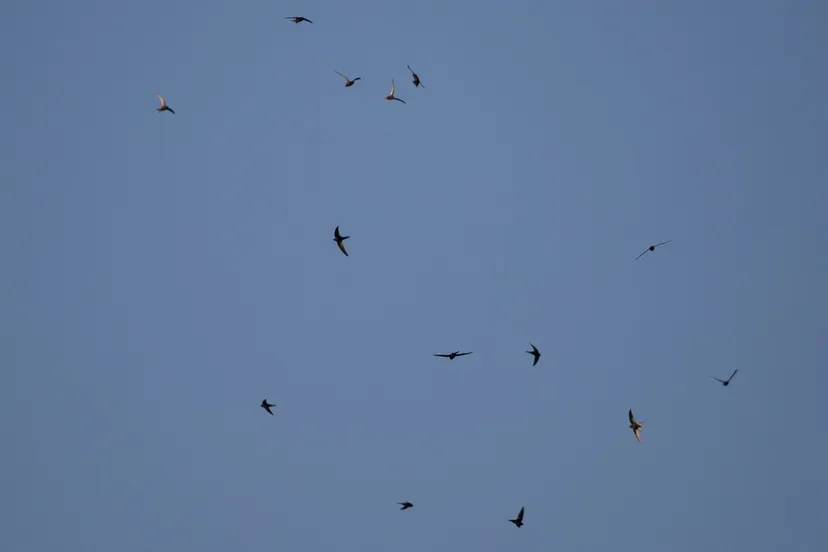 swifts 5241402 960 720