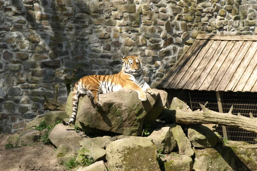 tijger