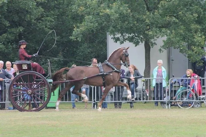 tuigpaardenconcour 20150614213716653