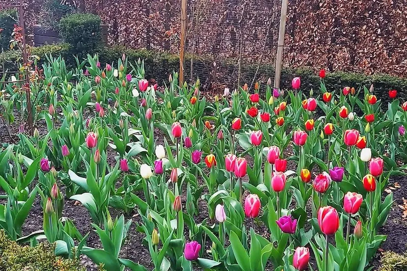 tuin de dwerg drunen