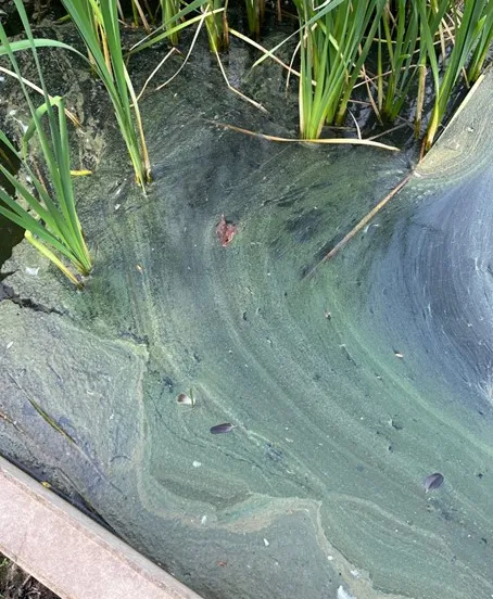 van greunsvenpark blauwalg 01