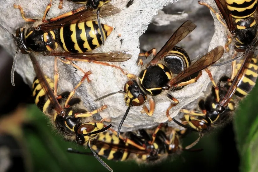 w1ualr9xw6gm9g2nrrmlby8bd hd140721wesp