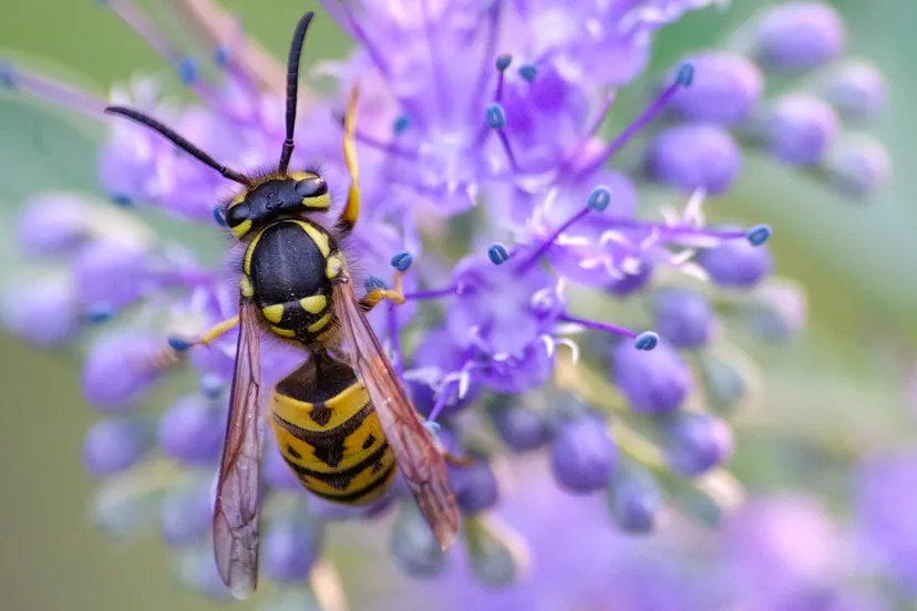 wasp 4443747 960 720