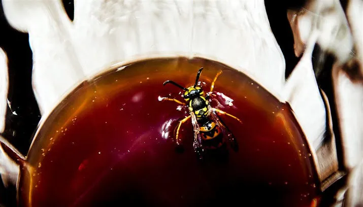 wesp weggeregend in zuiden en oosten 715x408