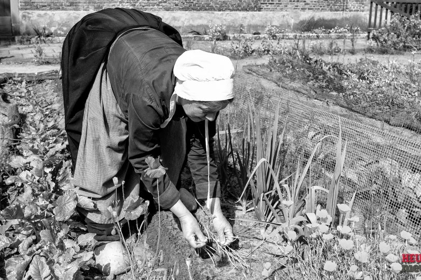 wgz 7137 zaaien 2024 wil gulpen fotografie