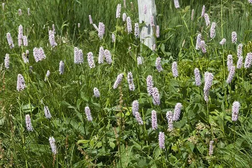 wiesenknoterich 359750 340