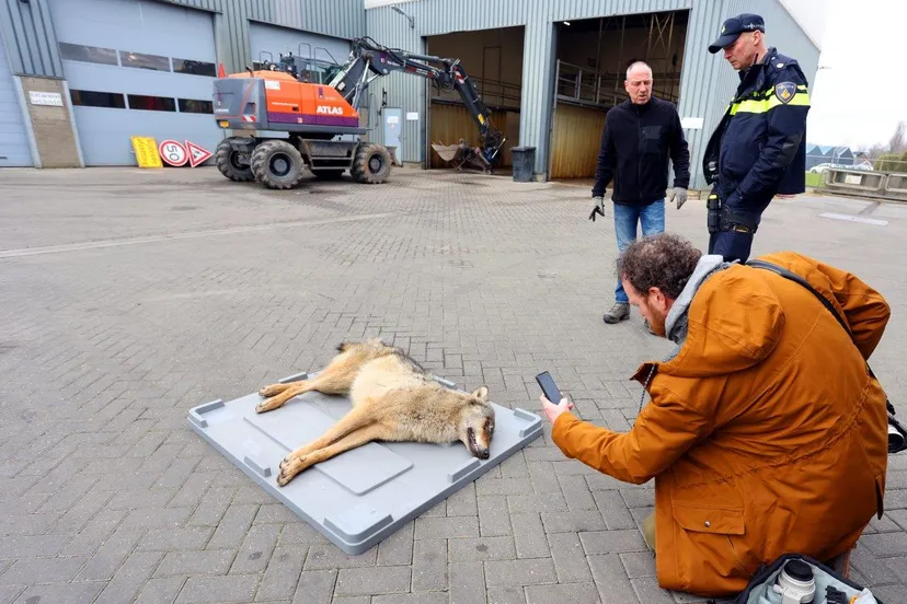 wolf doodgereden a2 vught 6