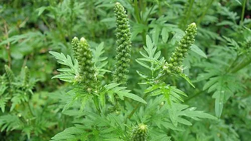 yykdx4tugtkht1yezmg2fhmjg ww140908 ambrosia