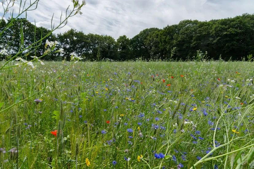 2024 08 25 nmvha wandeling fons graanakker 5
