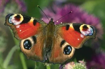 leo brand vier jaargetijden 1