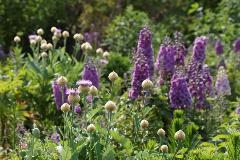 bijzondere vaste planten2