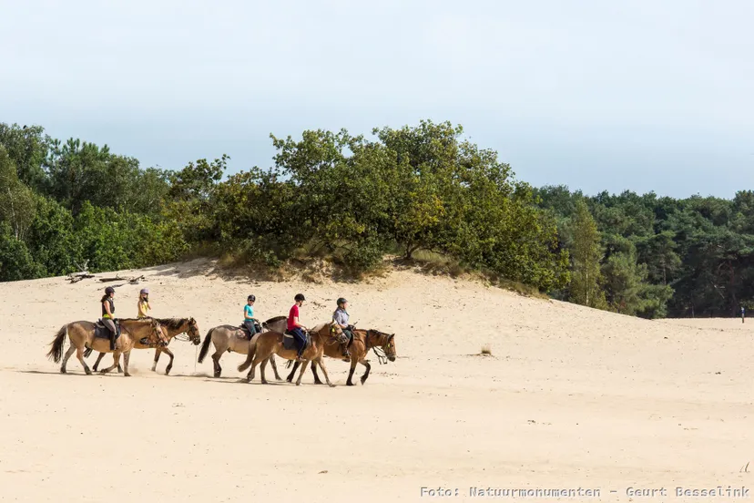ruiters in de loonse en drunense duinen natuurmonumenten geurt besselink