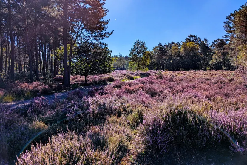heidecorridor naar kraansvense heide irma de potter