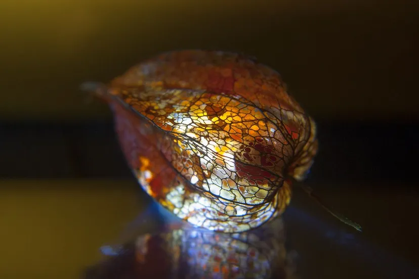 lampionblume 2917801 1280