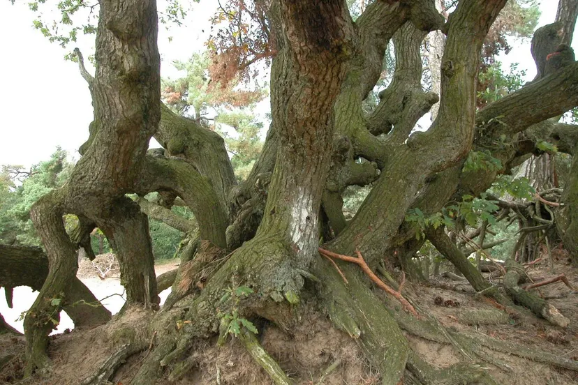 stoof giersbergen jan 2025 foto 1 bert maes