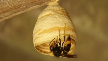 csm primair nest bfc0cfbe58