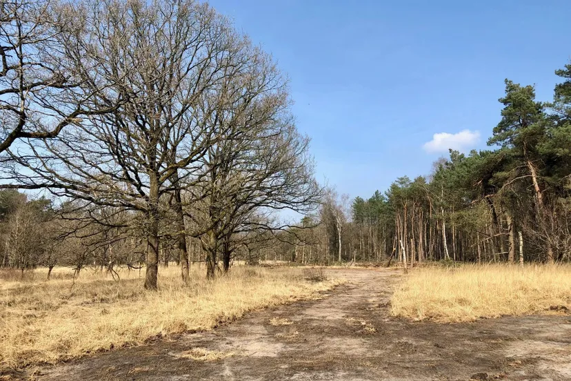 geplagde heideveldjes 24 03 2025